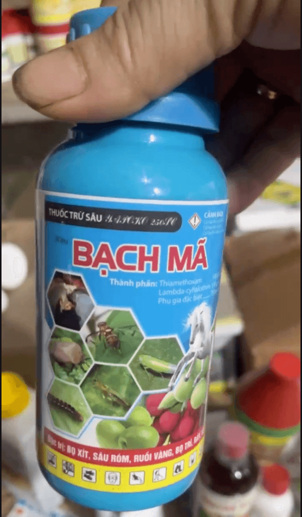 Bạch mã