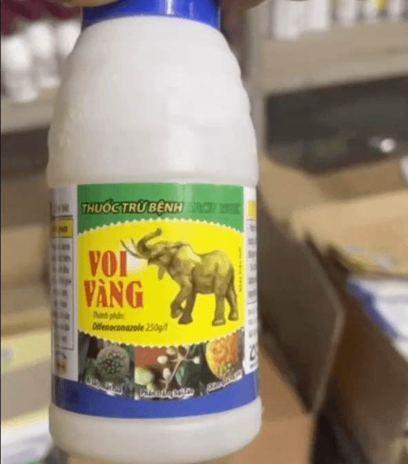  Voi Vàng